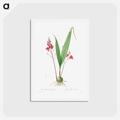 アートポストカード-Limodorum Purpureum - ピエール ジョゼフ ルドゥーテ Postcard.