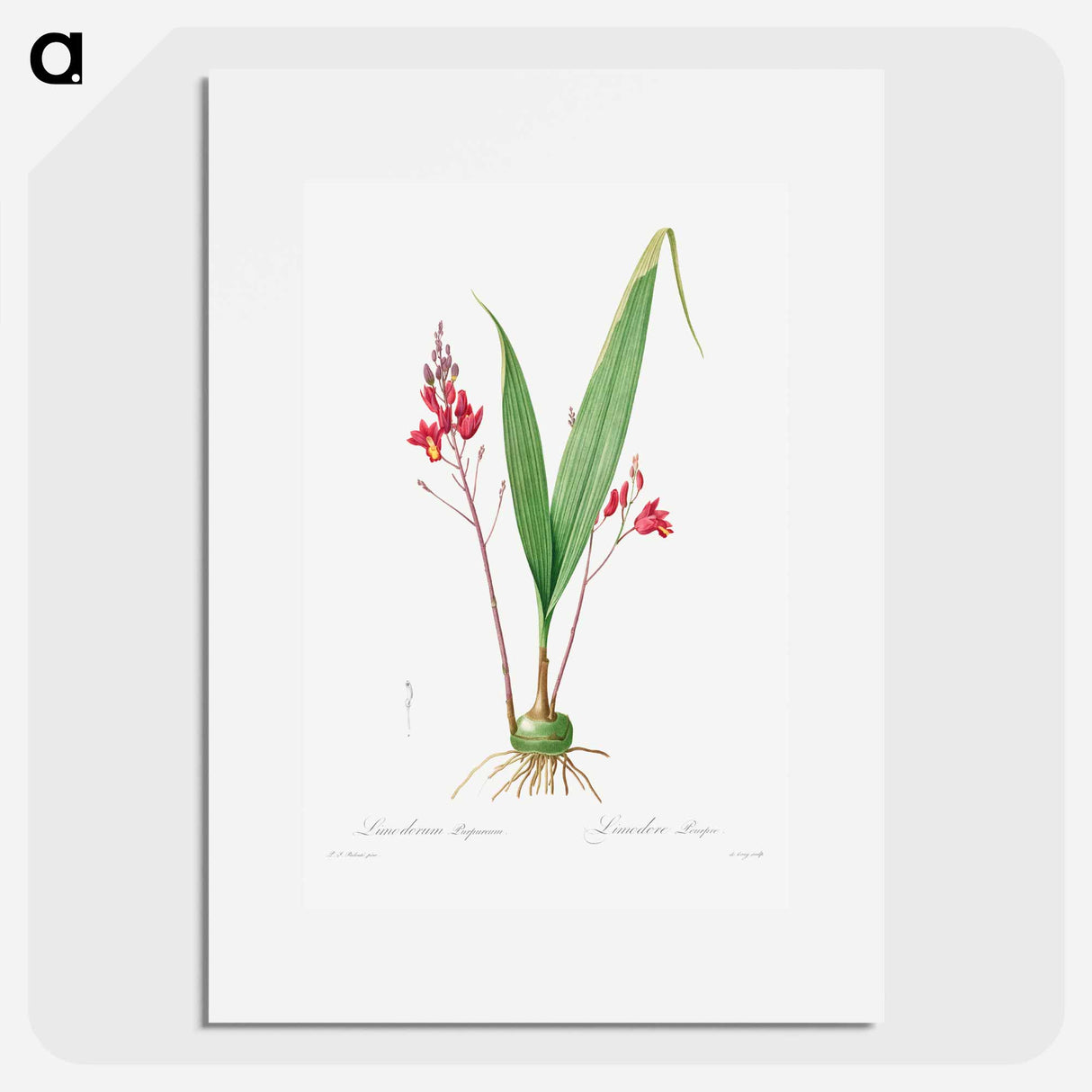 Limodorum Purpureum - Pierre Joseph Redouté Poster.