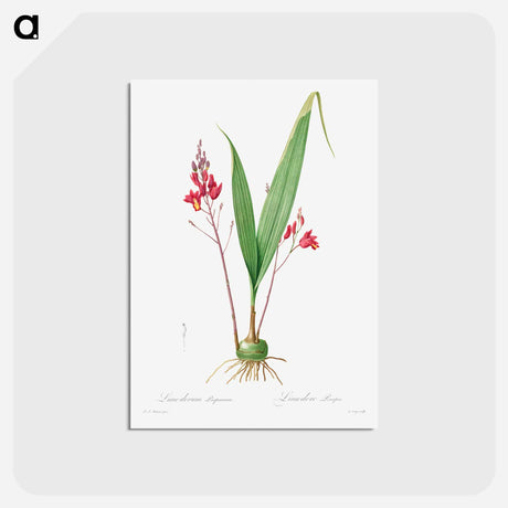 アートポストカード-Limodorum Purpureum - ピエール ジョゼフ ルドゥーテ Postcard.