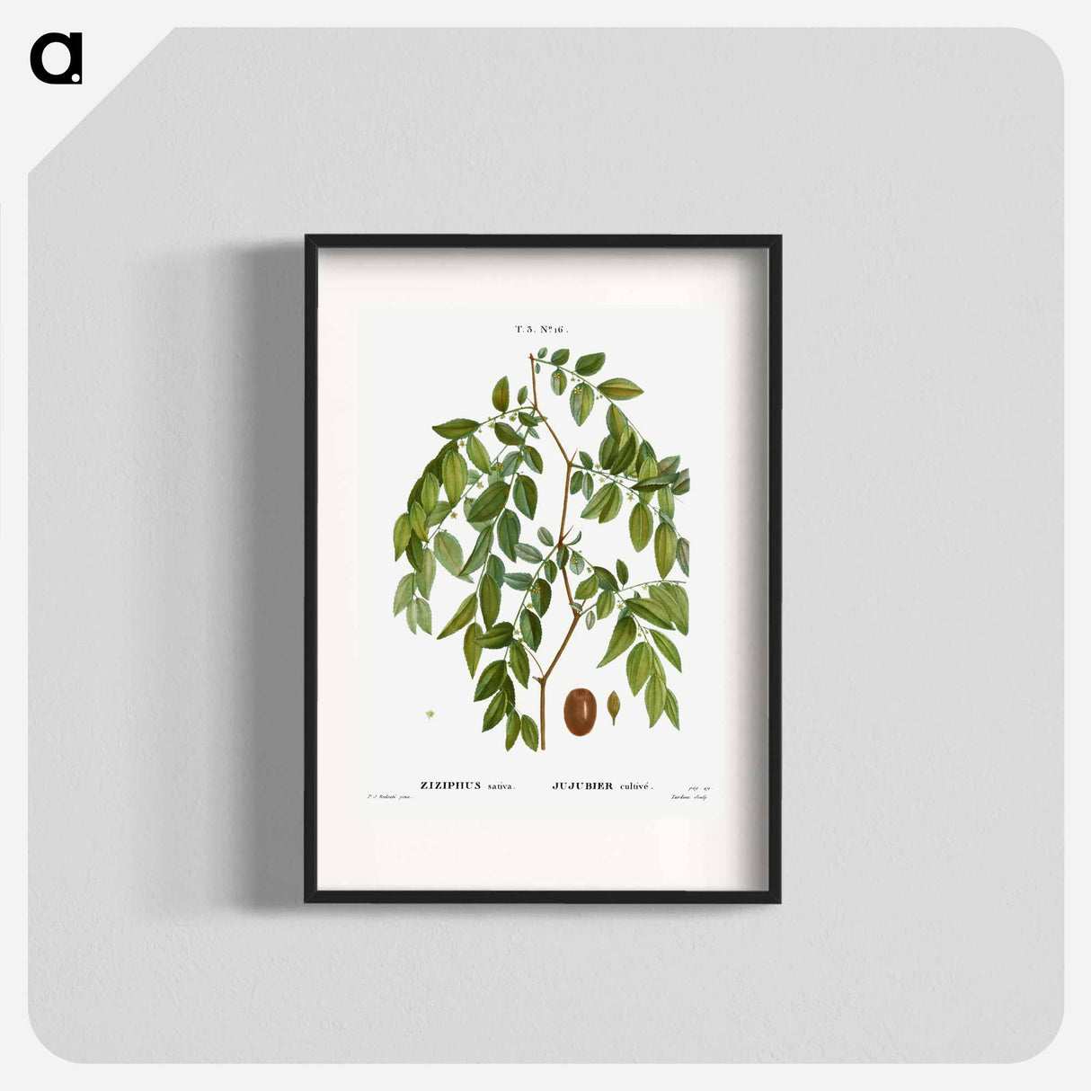 Jujube, Ziziphus sativa - Pierre Joseph Redouté Poster.