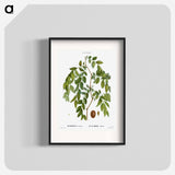 Jujube, Ziziphus sativa - Pierre Joseph Redouté Poster.