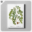 アートパネル-Jujube, Ziziphus sativa - ピエール ジョゼフ ルドゥーテ Canvas.