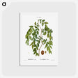 アートポストカード-Jujube, Ziziphus sativa - ピエール ジョゼフ ルドゥーテ Postcard.