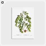 アートポストカード-Jujube, Ziziphus sativa - ピエール ジョゼフ ルドゥーテ Postcard.