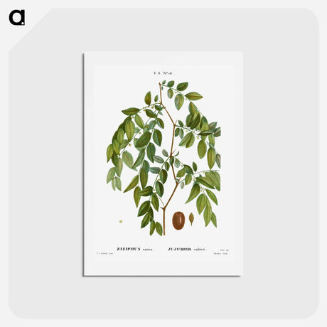 アートポストカード-Jujube, Ziziphus sativa - ピエール ジョゼフ ルドゥーテ Postcard.
