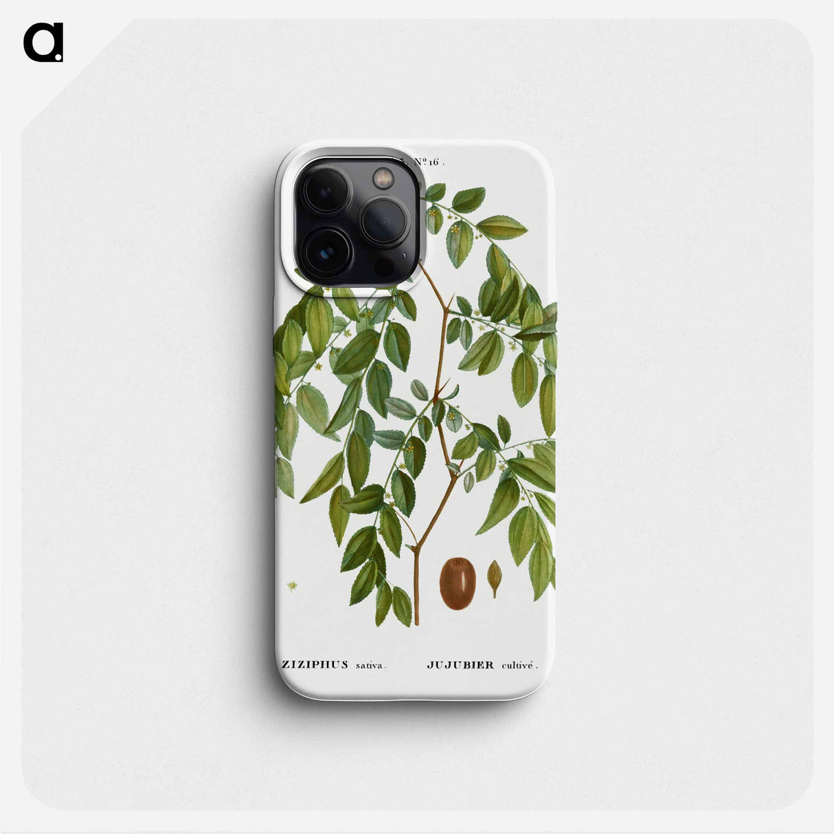 Jujube, Ziziphus sativa - ピエール ジョゼフ ルドゥーテ Phone Case.