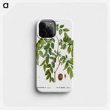 Jujube, Ziziphus sativa - ピエール ジョゼフ ルドゥーテ Phone Case.