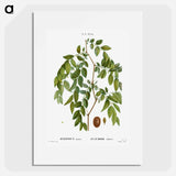 Jujube, Ziziphus sativa - Pierre Joseph Redouté Poster.