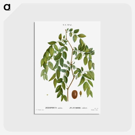 アートポストカード-Jujube, Ziziphus sativa - ピエール ジョゼフ ルドゥーテ Postcard.
