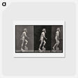 アートポストカード-E. Muybridge: Motion Studies
 - エドワード マイブリッジ Postcard.