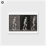 アートポストカード-E. Muybridge: Motion Studies
 - エドワード マイブリッジ Postcard.