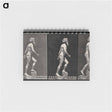アートメモ帳-E. Muybridge: Motion Studies
 - エドワード マイブリッジ Memo.