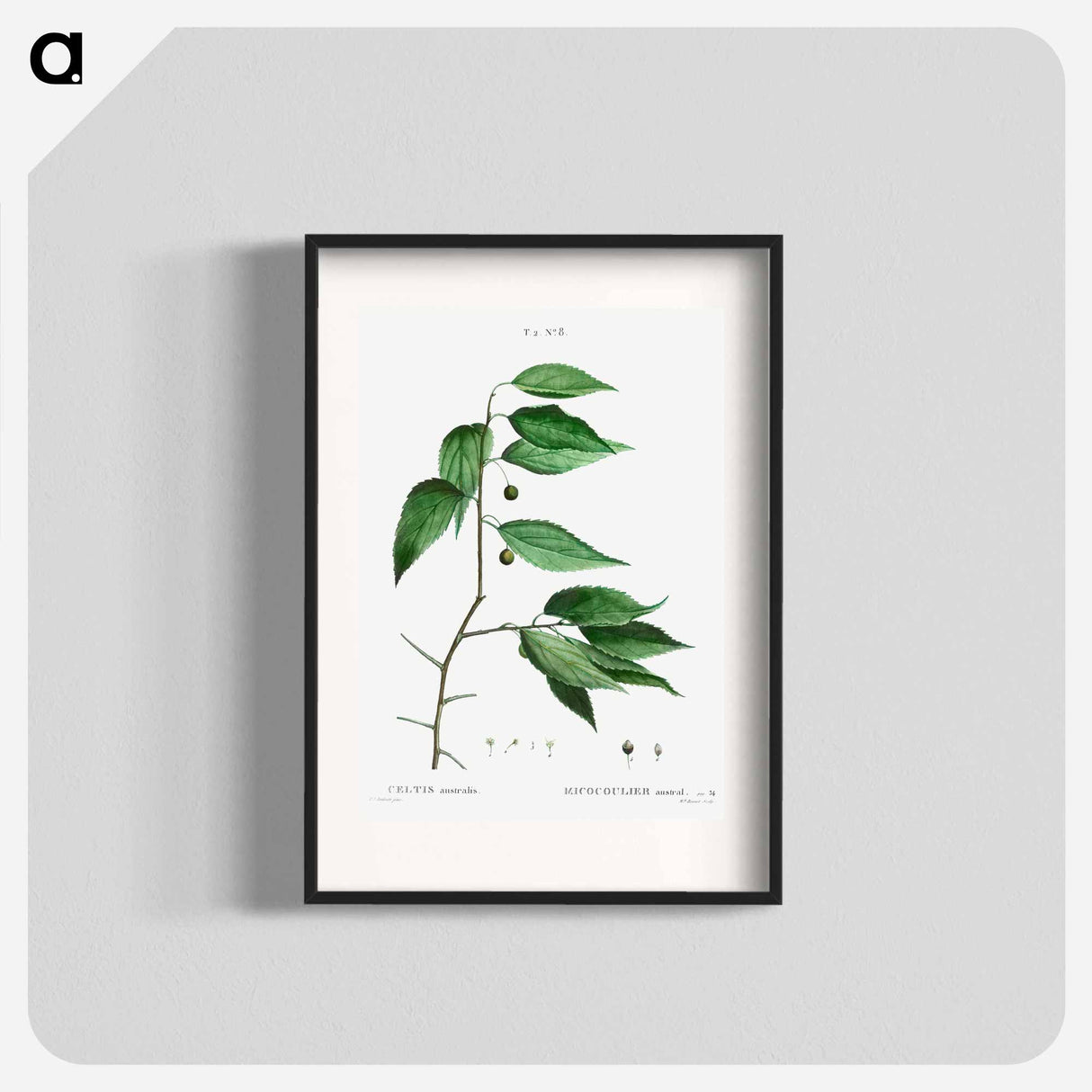 European nettle tree - Pierre Joseph Redouté Poster.