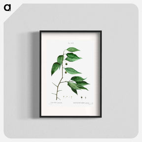 アートポスター-European nettle tree - ピエール ジョゼフ ルドゥーテ Poster.