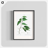 European nettle tree - ピエール ジョゼフ ルドゥーテ Poster.