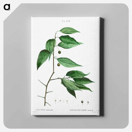 アートパネル-European nettle tree - ピエール ジョゼフ ルドゥーテ Canvas.