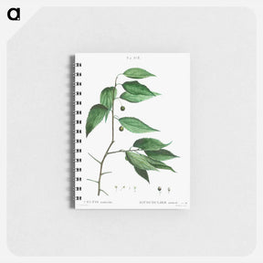アートメモ帳-European nettle tree - ピエール ジョゼフ ルドゥーテ Memo.