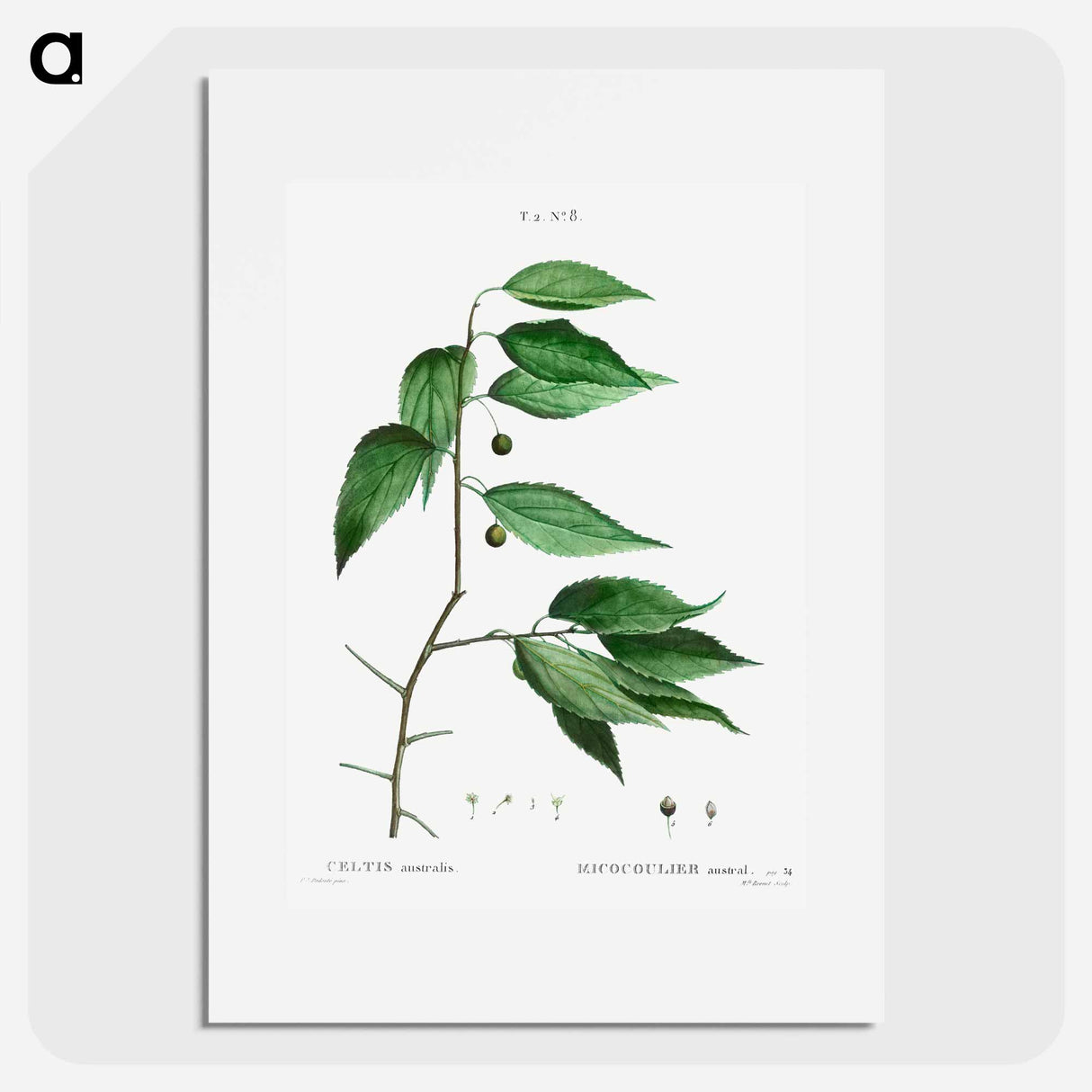 European nettle tree - ピエール ジョゼフ ルドゥーテ Poster.