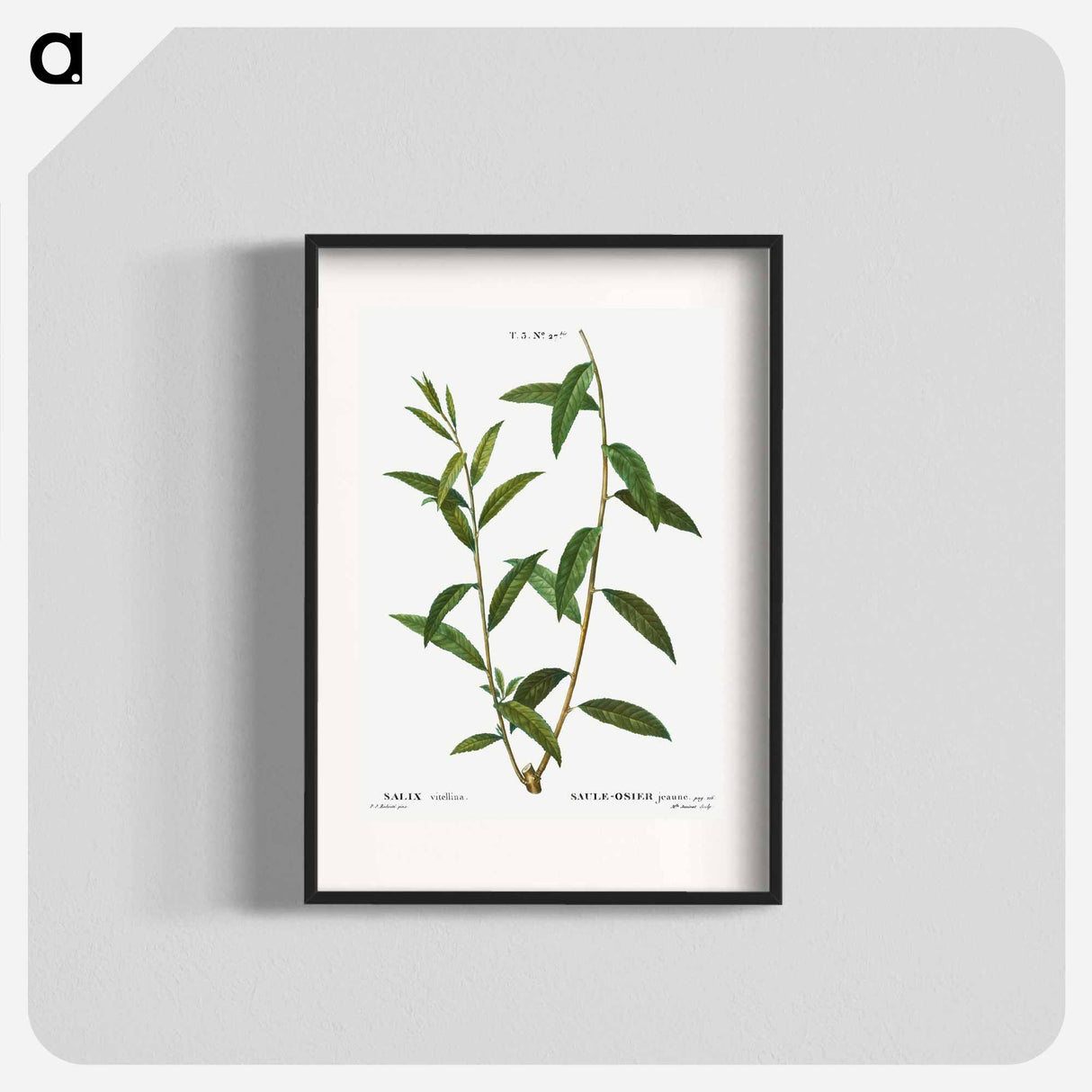 Golden willow - Pierre Joseph Redouté Poster.