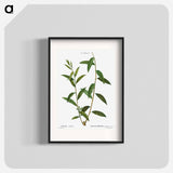 Golden willow - Pierre Joseph Redouté Poster.