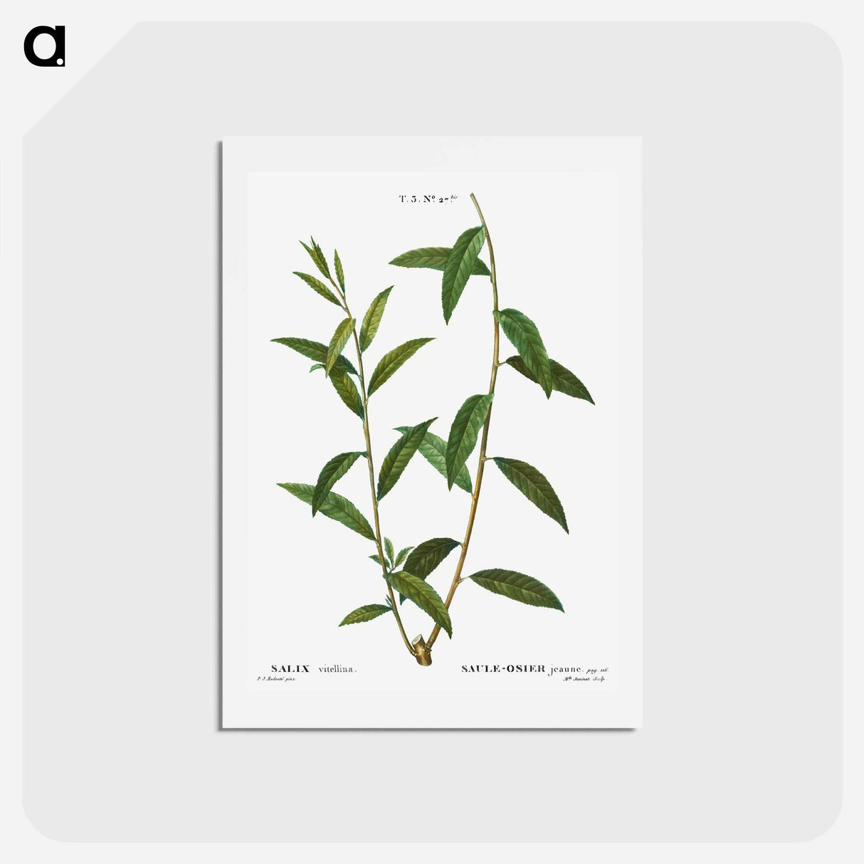 アートポストカード-Golden willow - ピエール ジョゼフ ルドゥーテ Postcard.