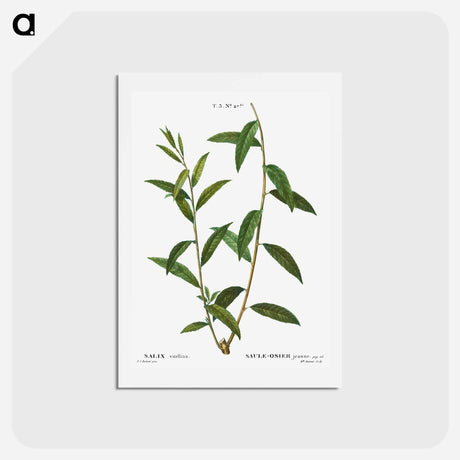 アートポストカード-Golden willow - ピエール ジョゼフ ルドゥーテ Postcard.