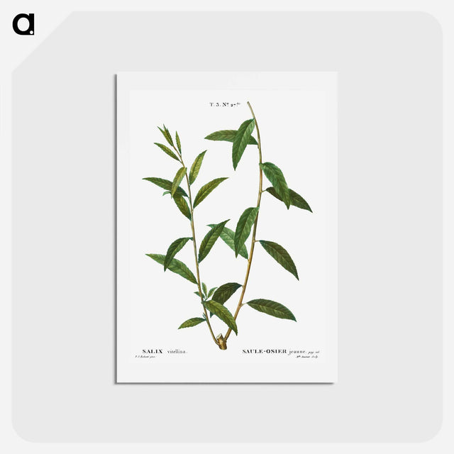 アートポストカード-Golden willow - ピエール ジョゼフ ルドゥーテ Postcard.