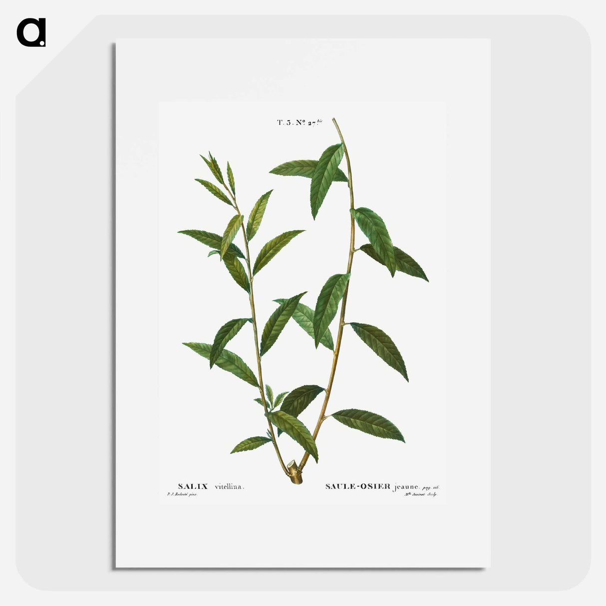 Golden willow - Pierre Joseph Redouté Poster.