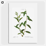 Golden willow - Pierre Joseph Redouté Poster.