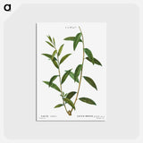 アートポストカード-Golden willow - ピエール ジョゼフ ルドゥーテ Postcard.