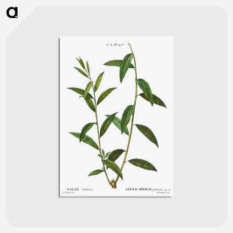 アートポストカード-Golden willow - ピエール ジョゼフ ルドゥーテ Postcard.