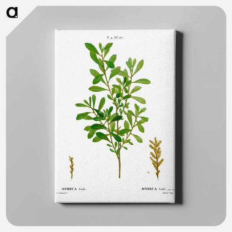 アートパネル-Bog-myrtle, Myrica gale - ピエール ジョゼフ ルドゥーテ Canvas.
