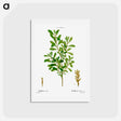 アートポストカード-Bog-myrtle, Myrica gale - ピエール ジョゼフ ルドゥーテ Postcard.