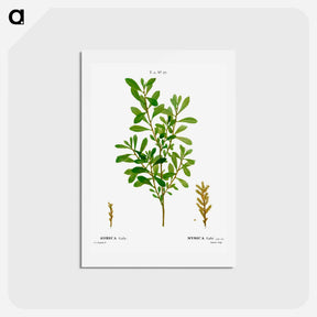 アートポストカード-Bog-myrtle, Myrica gale - ピエール ジョゼフ ルドゥーテ Postcard.