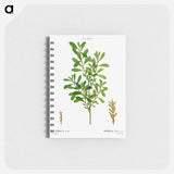 Bog-myrtle, Myrica gale - ピエール ジョゼフ ルドゥーテ Memo.