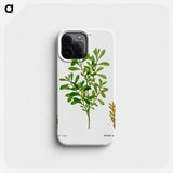 Bog-myrtle, Myrica gale - ピエール ジョゼフ ルドゥーテ Phone Case.