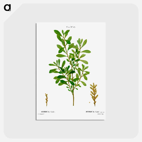 アートポストカード-Bog-myrtle, Myrica gale - ピエール ジョゼフ ルドゥーテ Postcard.