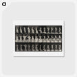 アートポストカード-Undressing
 - エドワード マイブリッジ Postcard.