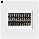 アートポストカード-Undressing
 - エドワード マイブリッジ Postcard.