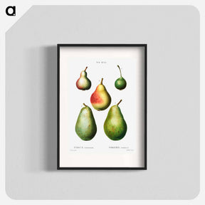 アートポスター-Pear, Pyrus communis - ピエール ジョゼフ ルドゥーテ Poster.
