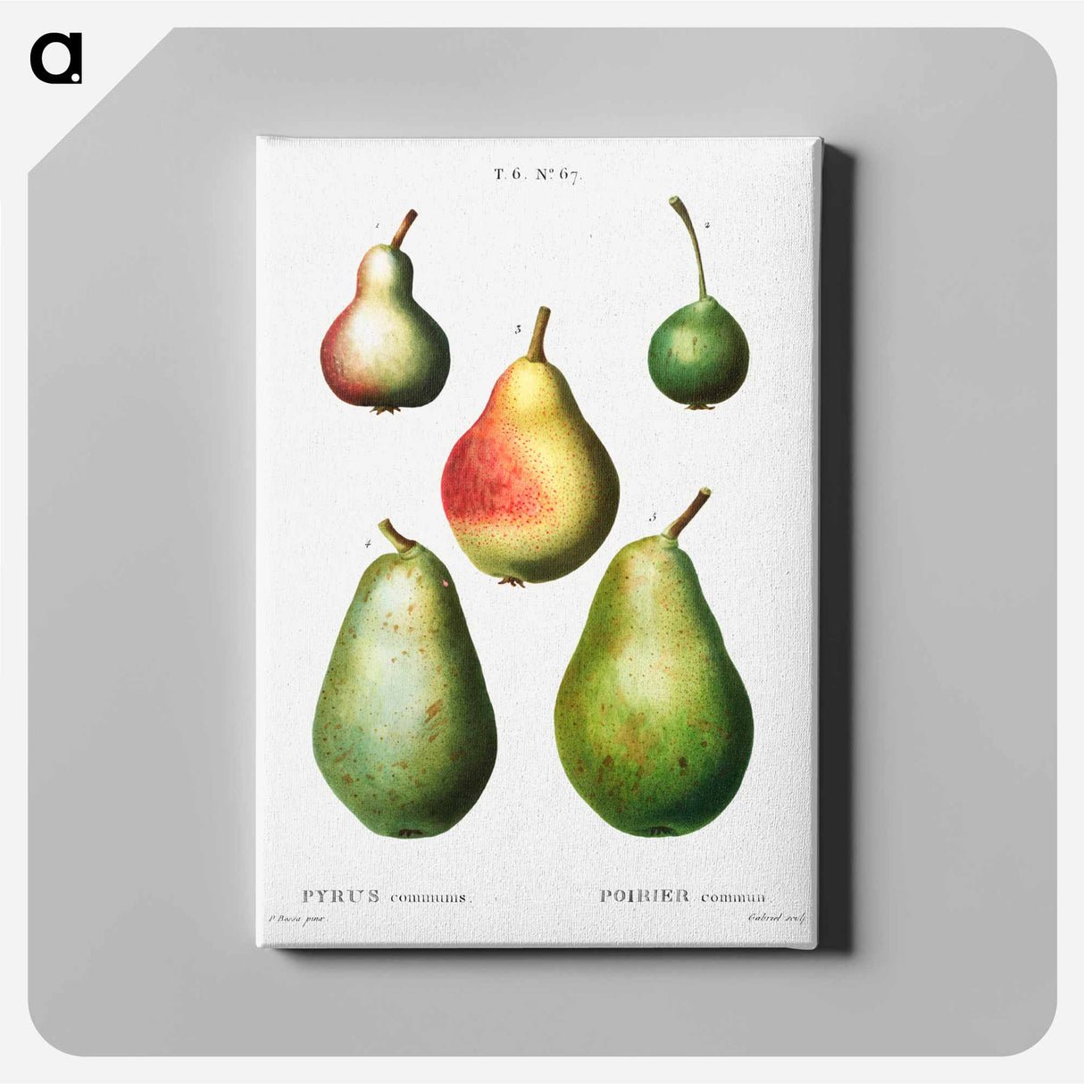 アートパネル-Pear, Pyrus communis - ピエール ジョゼフ ルドゥーテ Canvas.