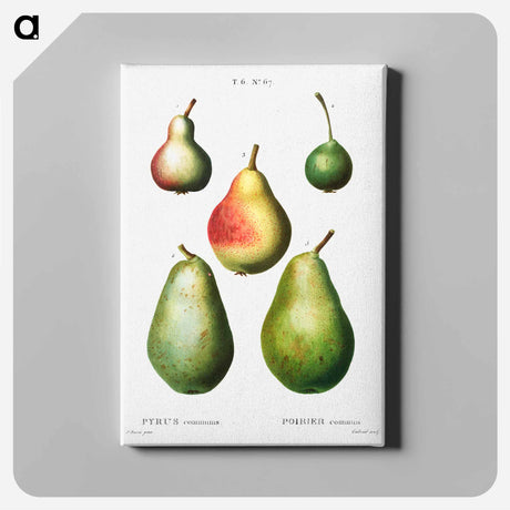 アートパネル-Pear, Pyrus communis - ピエール ジョゼフ ルドゥーテ Canvas.
