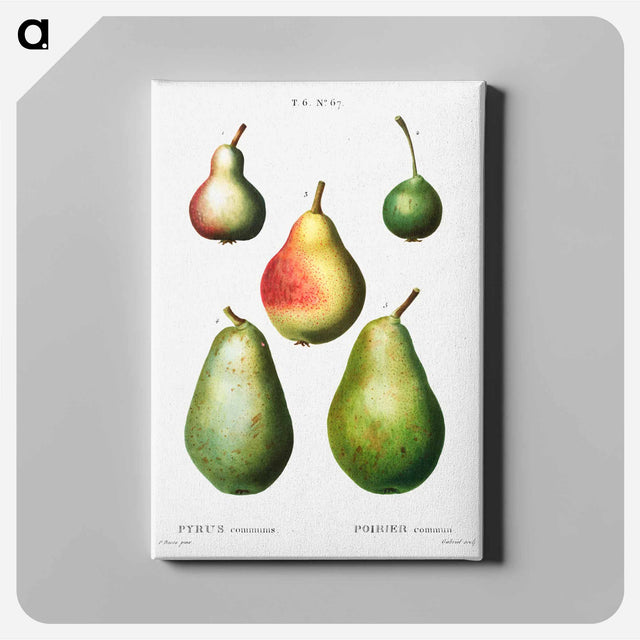 アートパネル-Pear, Pyrus communis - ピエール ジョゼフ ルドゥーテ Canvas.