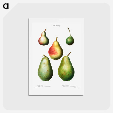 アートポストカード-Pear, Pyrus communis - ピエール ジョゼフ ルドゥーテ Postcard.