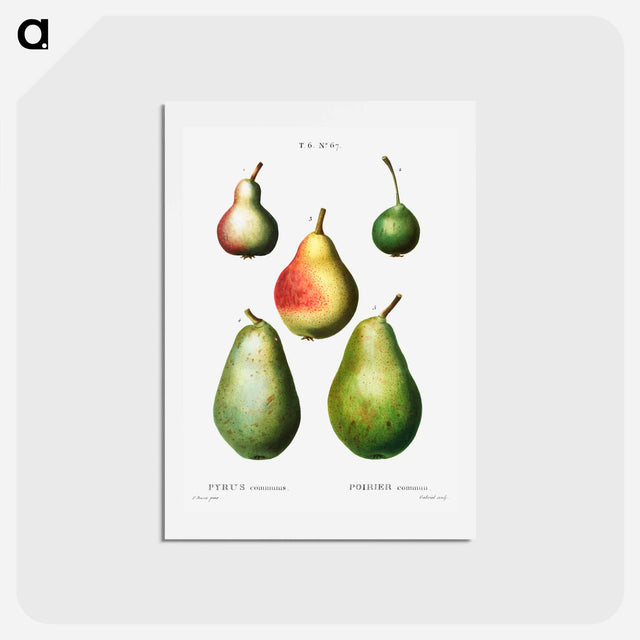アートポストカード-Pear, Pyrus communis - ピエール ジョゼフ ルドゥーテ Postcard.