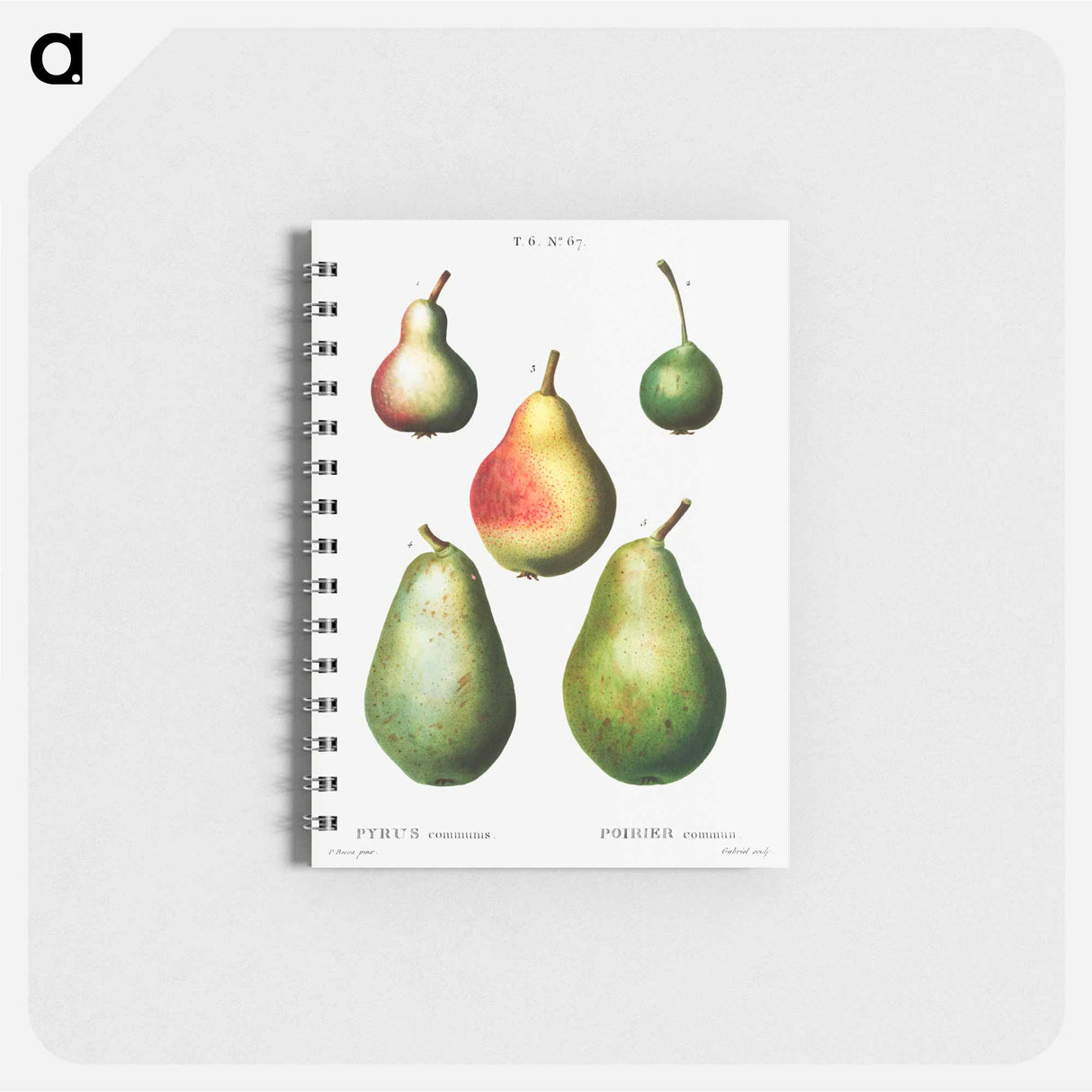 Pear, Pyrus communis - ピエール ジョゼフ ルドゥーテ Memo.