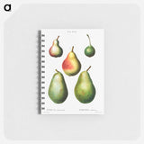 Pear, Pyrus communis - ピエール ジョゼフ ルドゥーテ Memo.