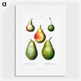 Pear, Pyrus communis - ピエール ジョゼフ ルドゥーテ Poster.