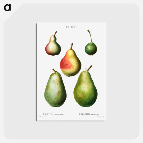 アートポストカード-Pear, Pyrus communis - ピエール ジョゼフ ルドゥーテ Postcard.