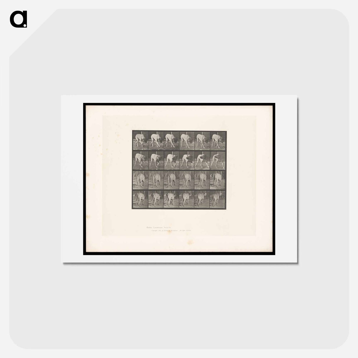 アートポストカード-Prowling Dog
 - エドワード マイブリッジ Postcard.